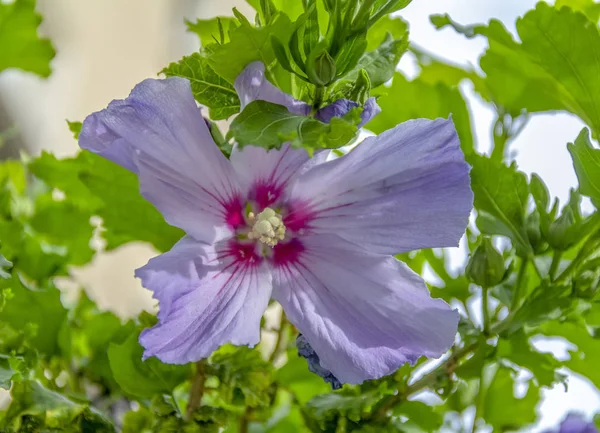 緑の葉の雰囲気の中で紫色の花を閉じ — ストック写真