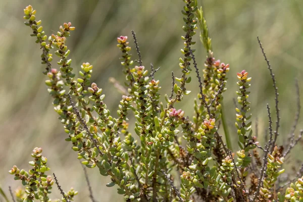 Planta Verde Tropical Cactus Suculentos — Foto de Stock