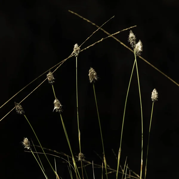 Wit Bloeiend Katoenen Gras Een Groene Weide Pietzmoor — Stockfoto