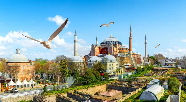 Seagulls Hagia Sophia Day Istanbul Turkey — Stock Photo, Image