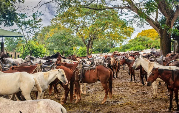 Gran Grupo Mulas Una Granja Provincia Guanacaste Costa Rica — Foto de Stock