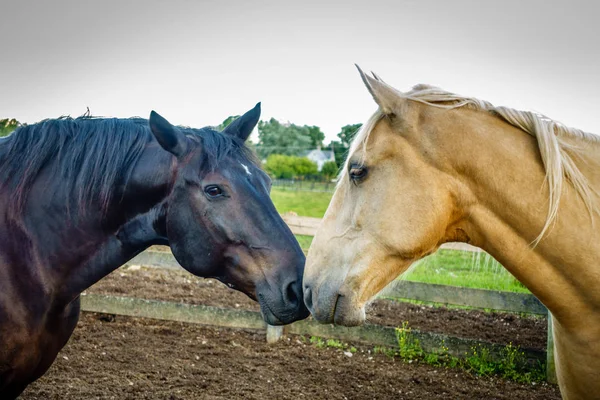 ケンタッキー州の農場で鼻をこすり2頭の馬の閉鎖 — ストック写真
