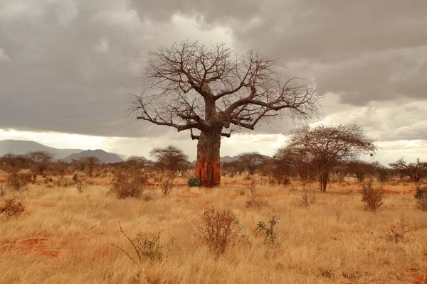 Kenya Savanasında Baobab — Stok fotoğraf