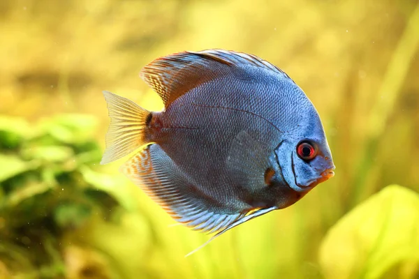 Akvaryumdaki Disk Balığı Disk Symphysodon Cinsinden Gelen Balıklardır — Stok fotoğraf