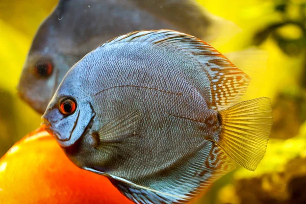 Discus Hal Akváriumban Diszkosz Symphysodon Nemzetségbe Tartozó Hal — Stock Fotó