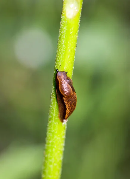 ナメクジは植物の幹を — ストック写真