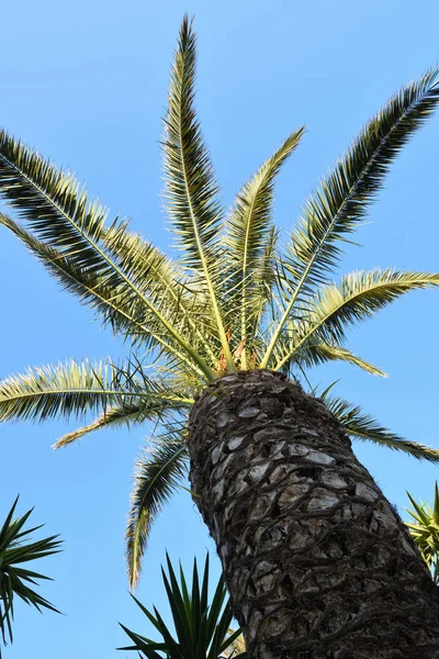 Palm Tree Georgioupolis Crete — Stock Photo, Image