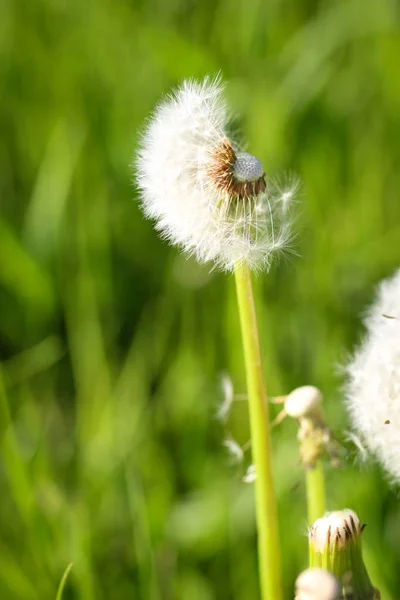 Bloomed dandelion in nature grows from green grass.