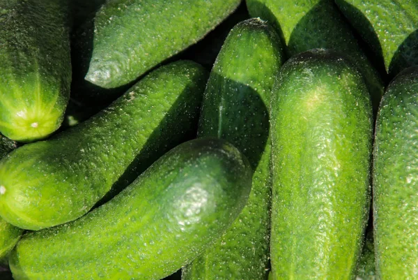 Vegetable Cucumbers Freshly Washed Bowl — Stock Photo, Image