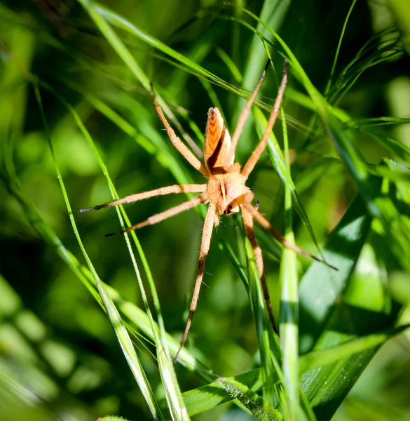 Una Araña Animal Muy Útil Menudo Escondido Las Esquinas Red — Foto de Stock