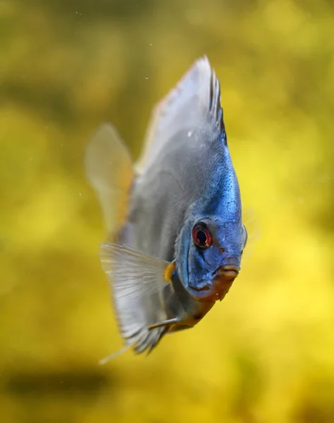 水族館で魚を解剖してください ディスクはSymphyodon属の魚である — ストック写真