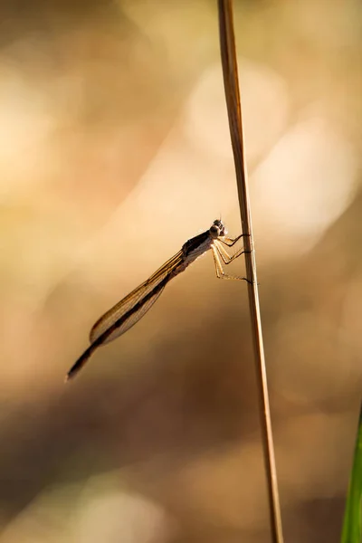 Une Libellule Sur Une Plante Portrait Une Libellule — Photo