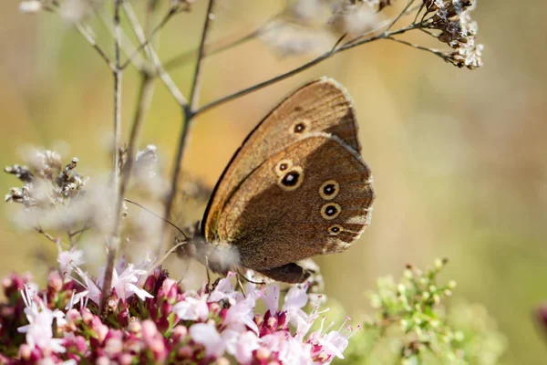 Owady Motyle Przyrodzie Flory Fauny — Zdjęcie stockowe