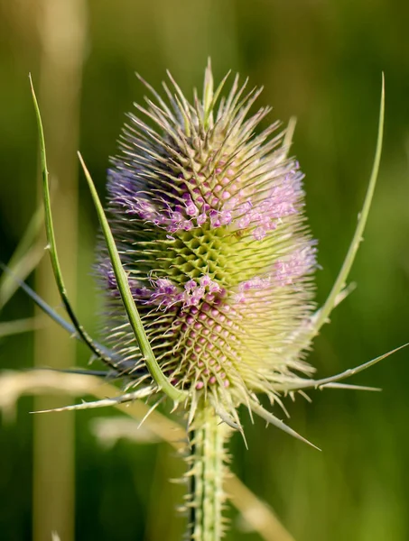 Een Close Van Een Wild Card Distel — Stockfoto