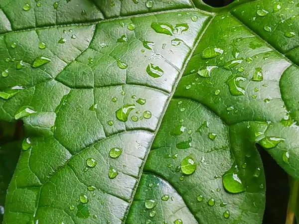Leaves Baby Jackfruit Drops Water Garden Nature Background — Stock Photo, Image