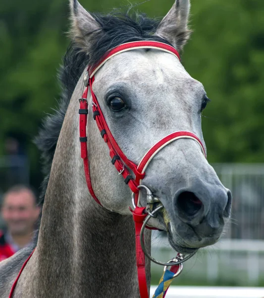 Porträt Eines Schönen Schimmelpferdes — Stockfoto