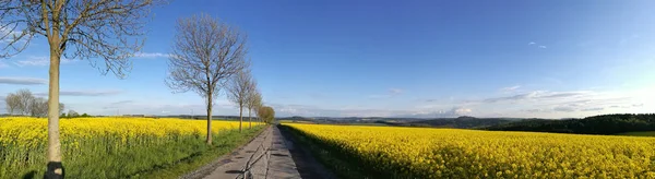 Path Lined Trees Blooming Rape Fields Background Foothills Erzgebirge Castle — Stock Photo, Image