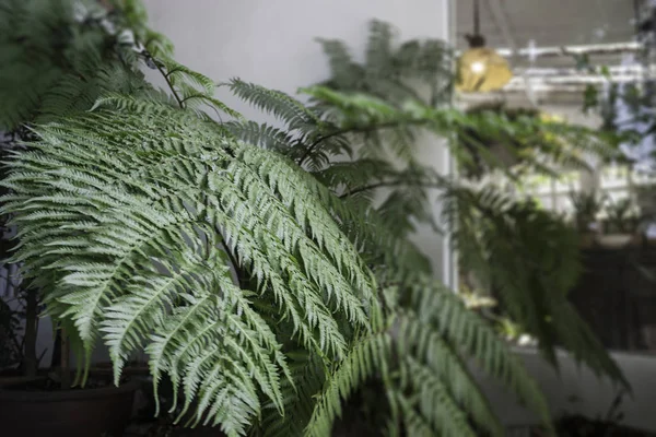 Groene Eco Milieu Met Fern Plant Stockfoto — Stockfoto