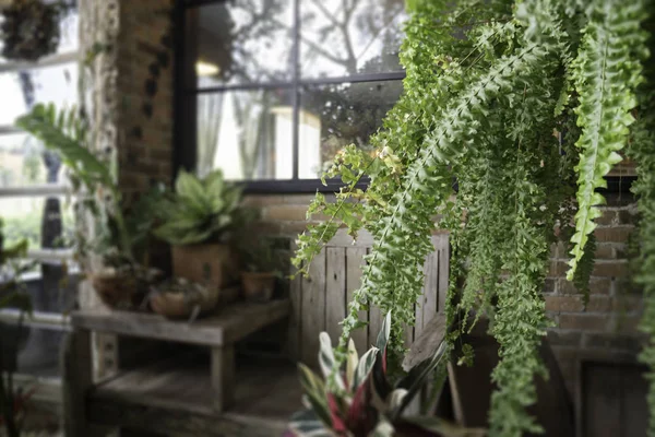 绿色生态环境与植物 库存照片 — 图库照片