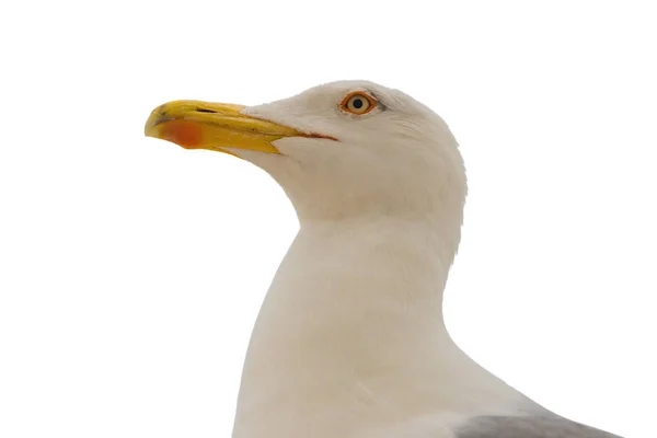 Macro Retrato Gaivota Isolada Sobre Fundo Branco — Fotografia de Stock