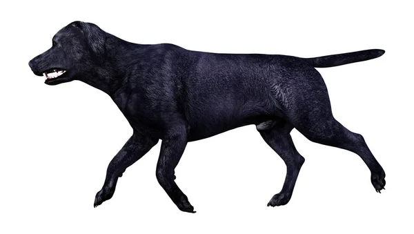 Τρισδιάστατη Απεικόνιση Του Ένα Μαύρο Σκυλί Λαμπραντόρ Που Απομονώνονται Λευκό — Φωτογραφία Αρχείου