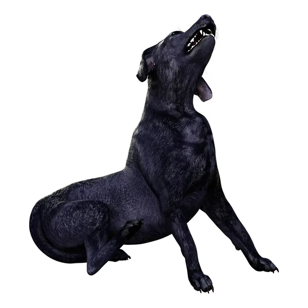 Representación Perro Labrador Negro Aislado Sobre Fondo Blanco —  Fotos de Stock