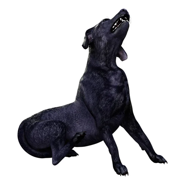 Renderização Cão Labrador Preto Isolado Fundo Branco — Fotografia de Stock