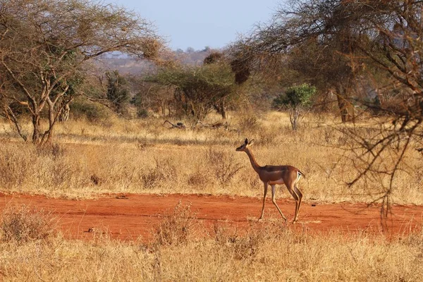 Uma Fêmea Gerenuk Natureza — Fotografia de Stock