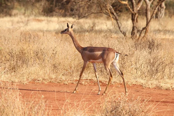 Hoofed Ζώο Στη Φύση Savannah Gazelle — Φωτογραφία Αρχείου
