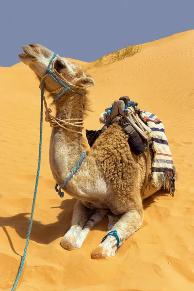 Kamel Mit Dünen Hintergrund Der Sahara Wüste Tunesien — Stockfoto