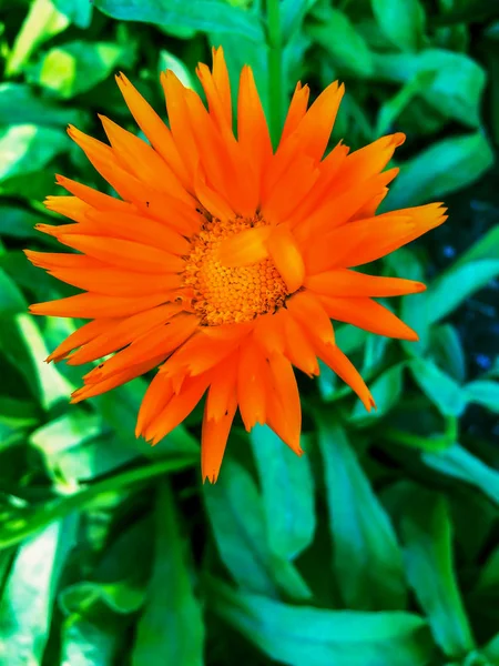 Orangene Ringelblumen Blühende Ringelblumen Frische Bio Ringelblumen Hintergrund Flach Lag — Stockfoto