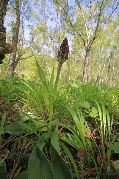 Purple Crunched Orchis Purpurea Sitio Liliental Cerca Usted — Foto de Stock