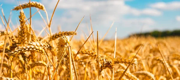 Paisaje Verano Con Campo Maíz Bajo Cielo Azul —  Fotos de Stock