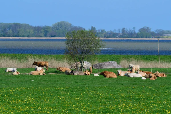 Αγέλη Αγελάδων Βοσκότοπο Στη Βαλτική Θάλασσα — Φωτογραφία Αρχείου