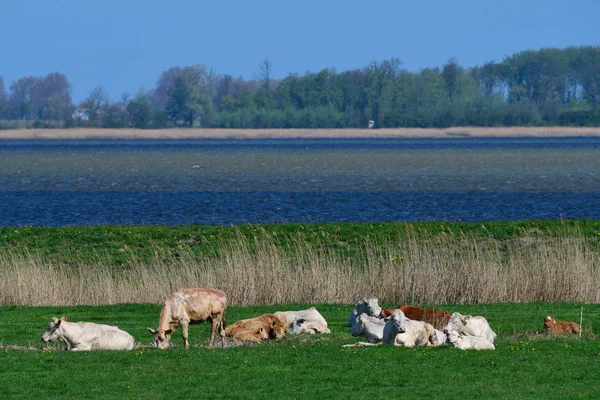 Стадо Корів Пасовищі Балтійському Морі — стокове фото