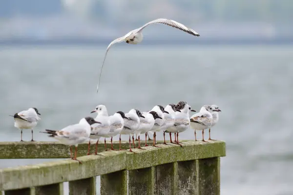 Malerischer Blick Auf Schöne Süße Möwe Vogel — Stockfoto