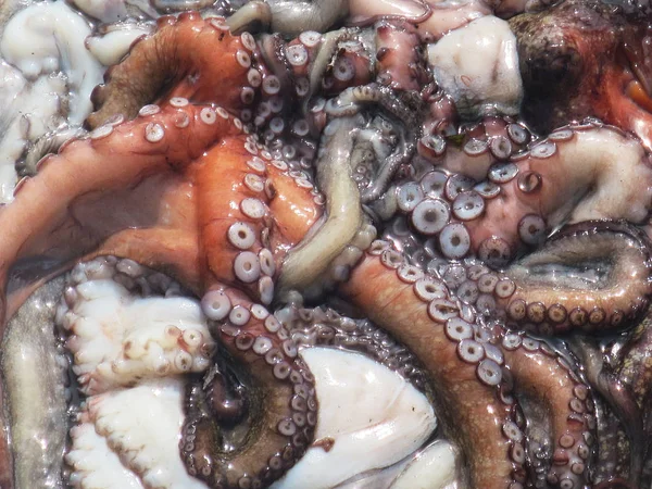 Čerstvá Chobotnice Trhu — Stock fotografie