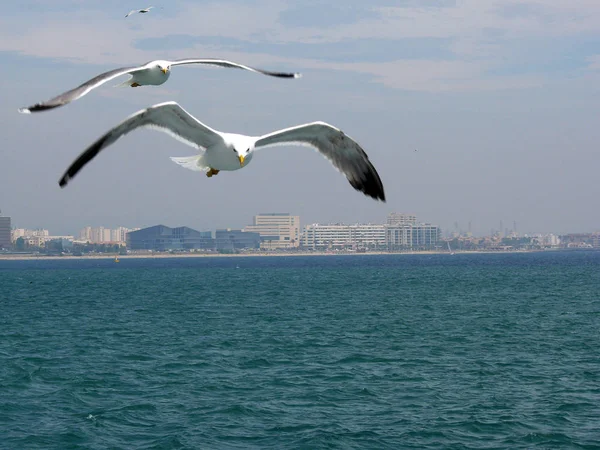 Seagull Recolección Palma Mallorca — Foto de Stock