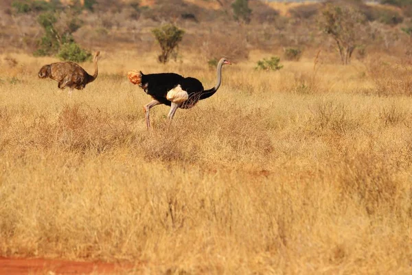 Pereche Struți Somalezi Savana Kenyei — Fotografie, imagine de stoc