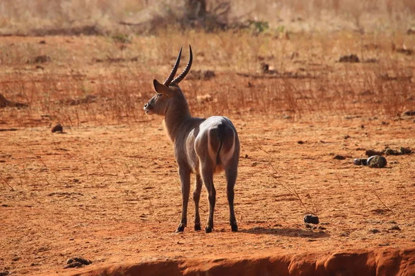 Den Gemensamma Waterbuck Igenkännbar Vid Den Vita Ihåliga Cirkeln Svansen — Stockfoto