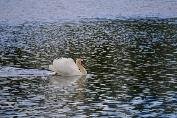 Vad Det Ckerschwan Cygnus Olor Imponerar Med Kugghållning — Stockfoto