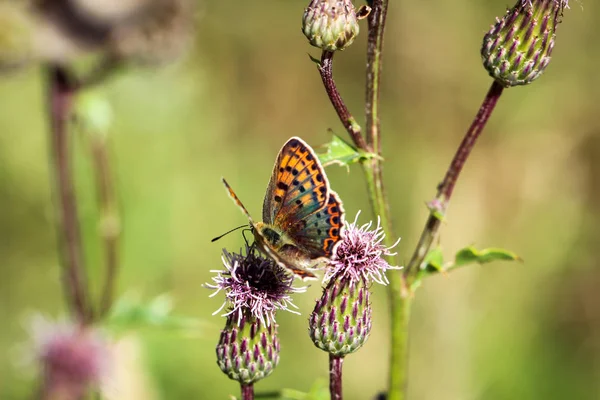 Природний Фон Метелик Метелик Комаха Природі Природа Комах Метелик Квітковій — стокове фото