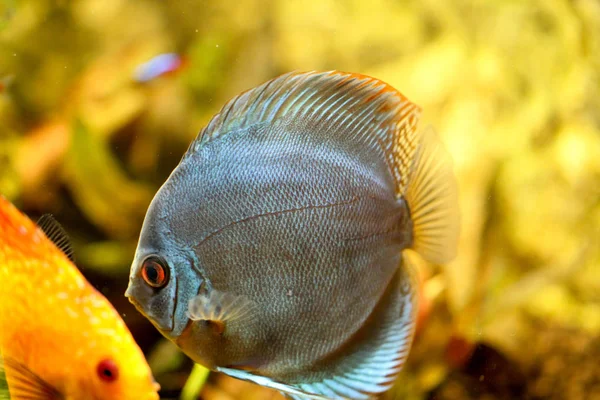 水族館で魚を解剖してください ディスクはSymphyodon属の魚である — ストック写真