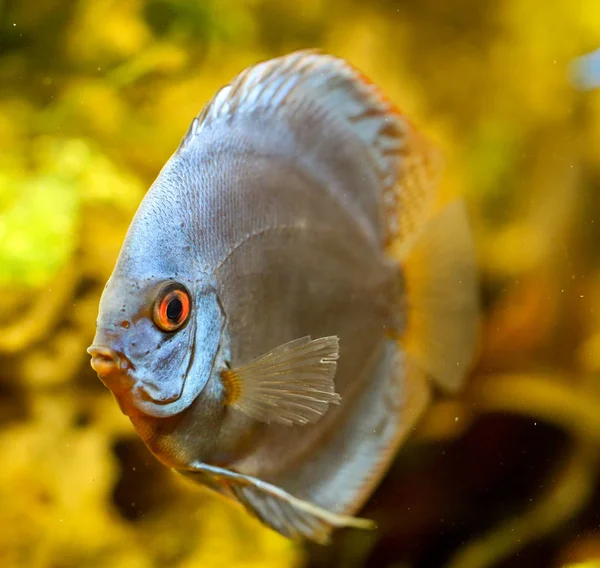 Discus Hal Akváriumban Diszkosz Symphysodon Nemzetségbe Tartozó Hal — Stock Fotó