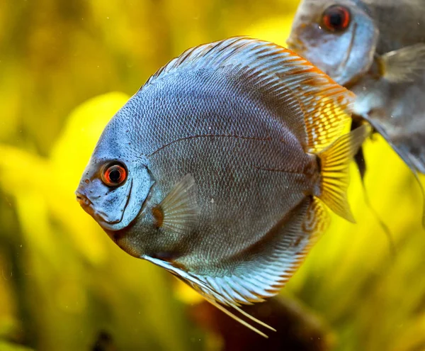 水族館で魚を解剖してください ディスクはSymphyodon属の魚である — ストック写真