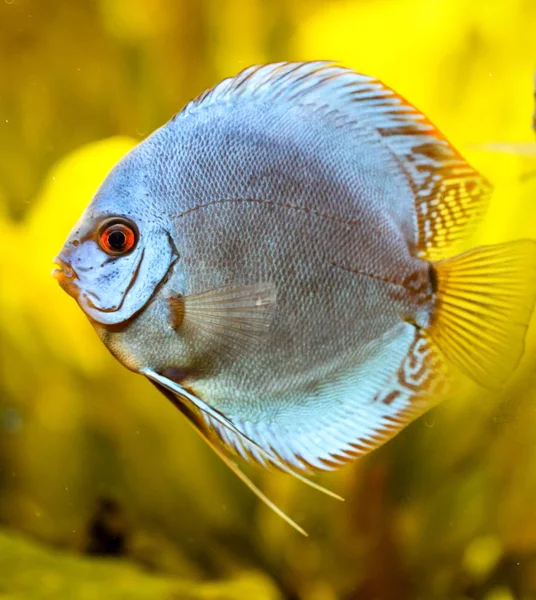 Дискретна Риба Акваріумі Диск Риби Роду Symphysodon — стокове фото