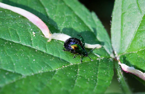 Käfer Verschiedenen Farben Und Formen Sind Insekten Die Unsere Umwelt — Stockfoto