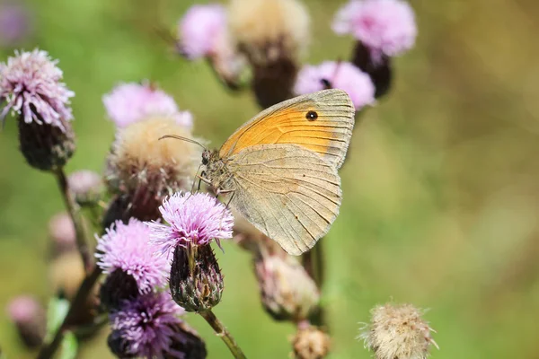 Naturalne Tło Motyla Owad Motylkowy Naturze Naturalny Motyl Owadów Roślinach — Zdjęcie stockowe