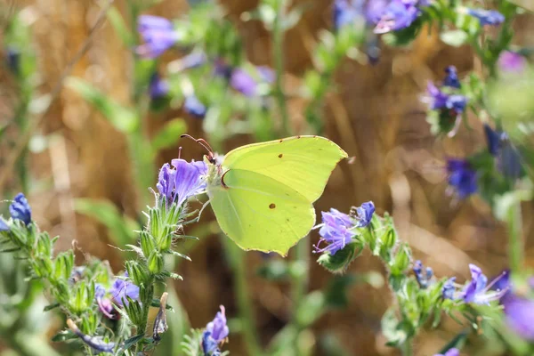 大自然的背景蝴蝶蝴蝶是自然界中的昆虫 花草上的天然昆虫蝴蝶 蝴蝶的天性 — 图库照片