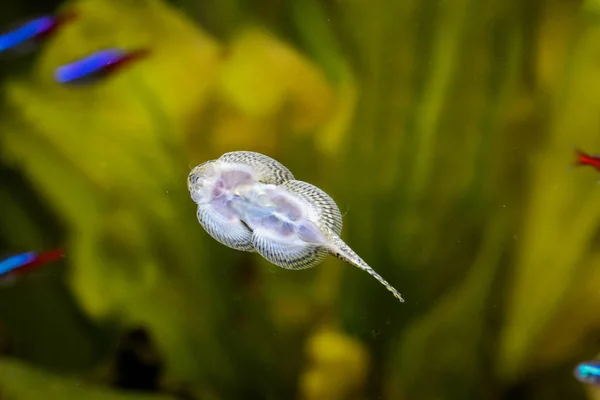 Catfish Suckers Aquarium Glass Disk — Stock Photo, Image